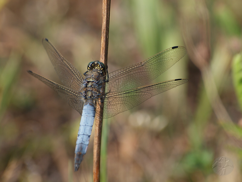 Orthetrum cancellatum   © Falk 2011