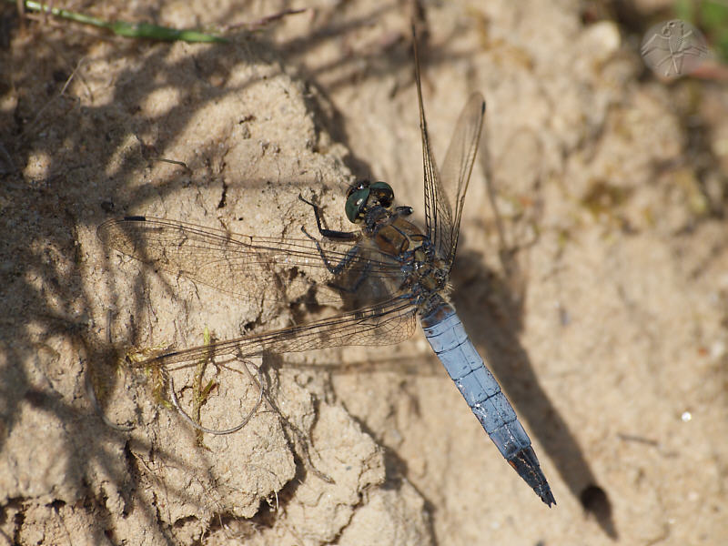 Orthetrum cancellatum   © Falk 2011