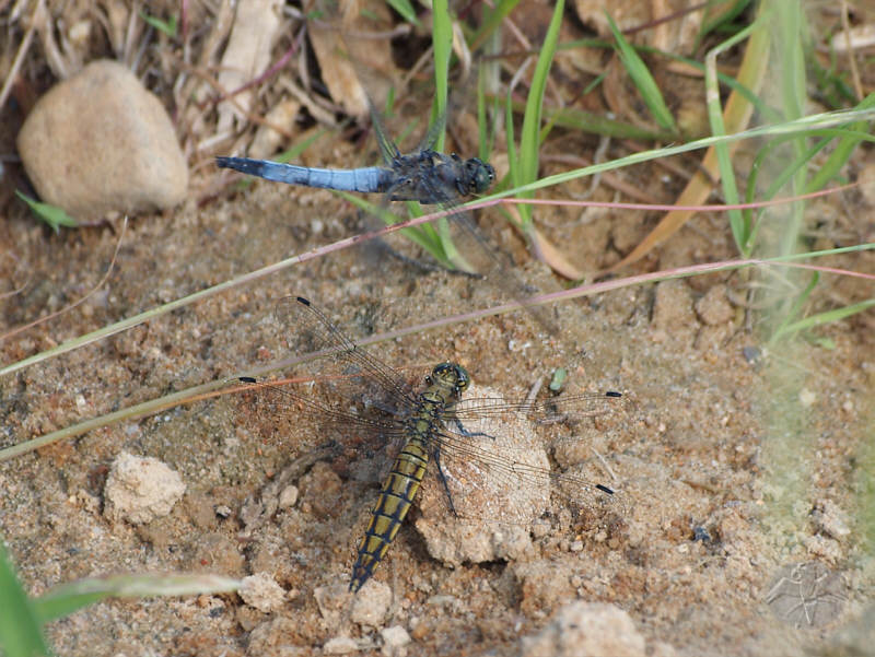 Orthetrum cancellatum   © Falk 2011