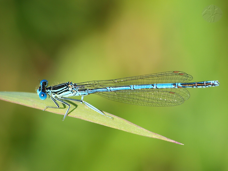 Platycnemis pennipes   © Falk 2010