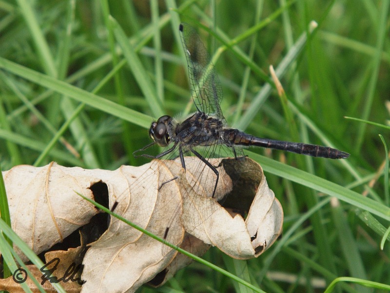 Sympetrum danae, male   © Falk 2013