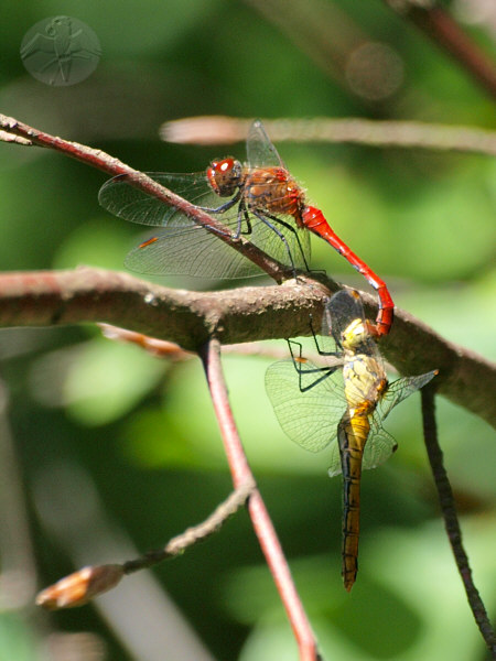 Sympetrum sanguineum   © Falk 2010