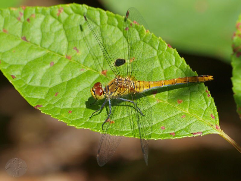 Sympetrum sanguineum   © Falk 2010