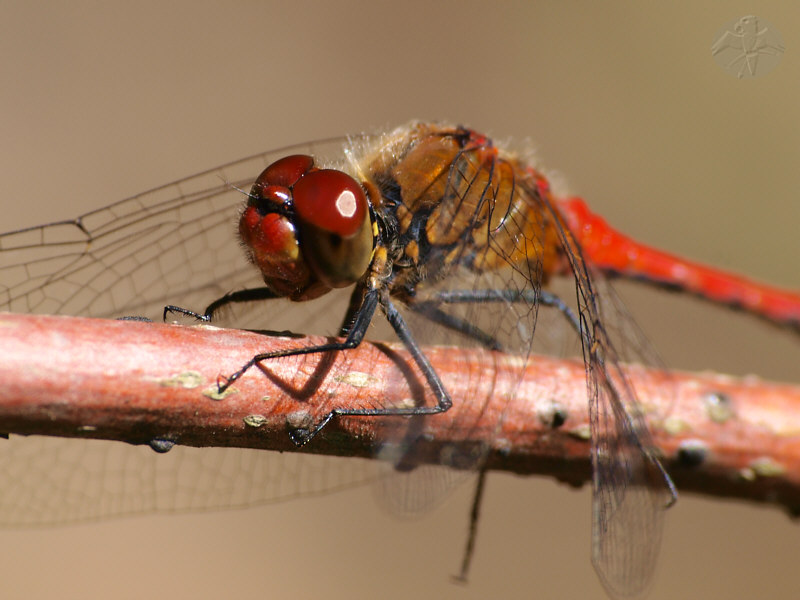 Sympetrum sanguineum   © Falk 2010