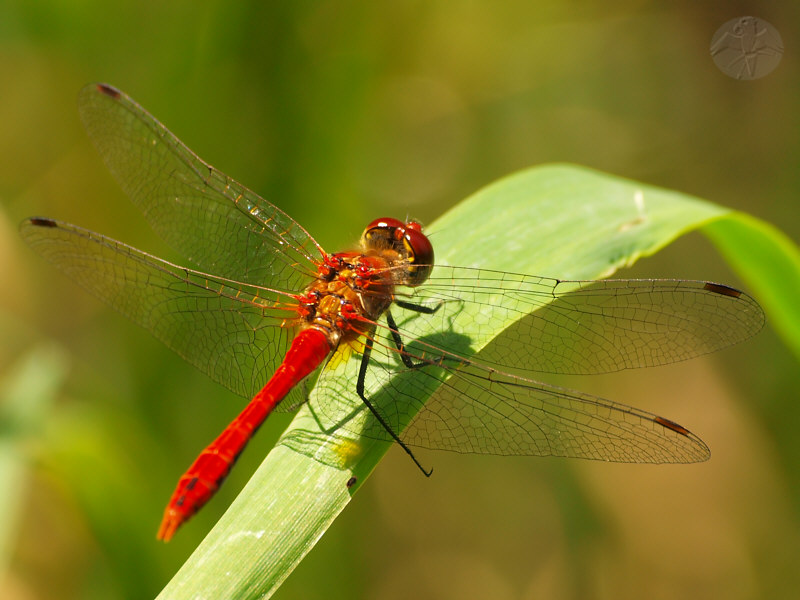 Sympetrum sanguineum   © Falk 2010