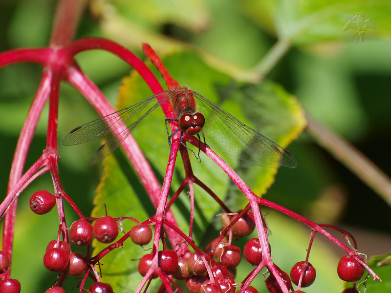 Sympetrum sanguineum   © Falk 2010