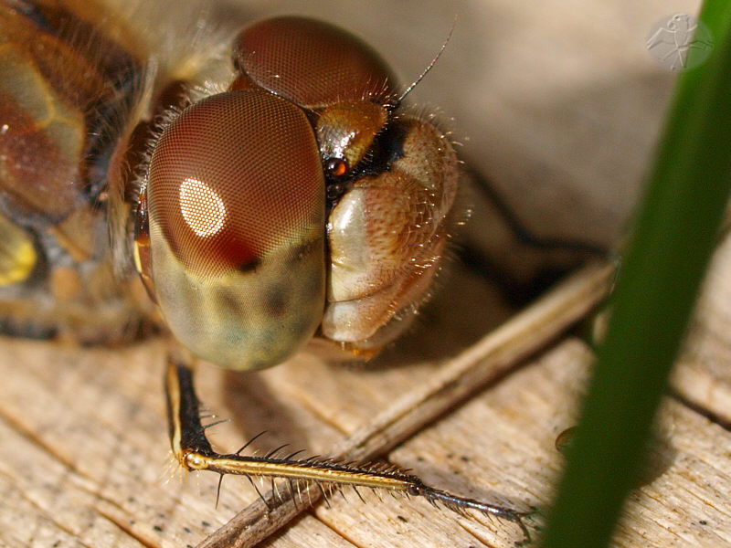 Sympetrum striolatum (f)   © Falk 2010