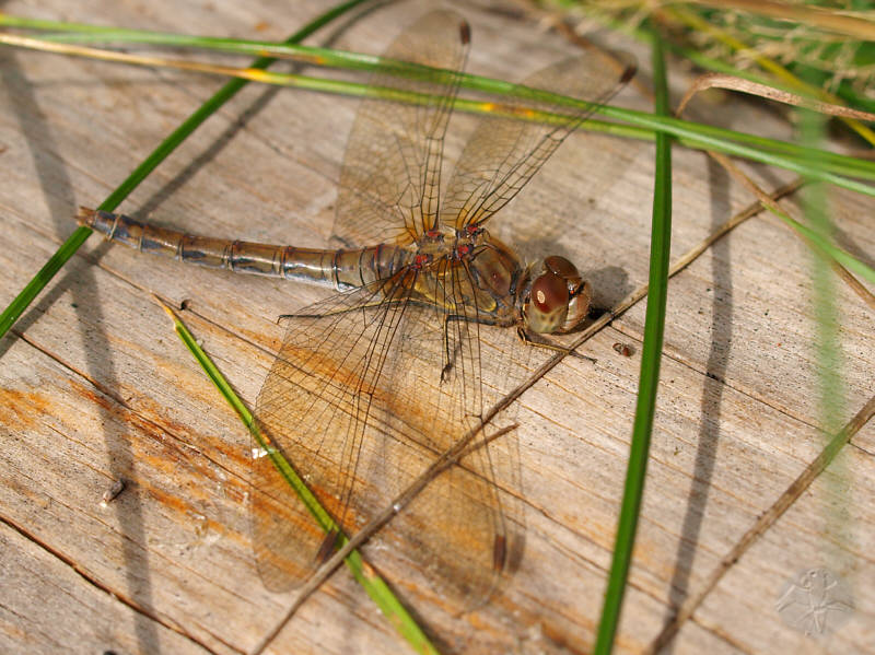 Sympetrum striolatum (f)   © Falk 2010