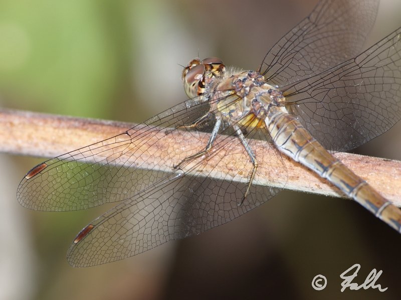 Sympetrum striolatum (f)   © Falk 2012