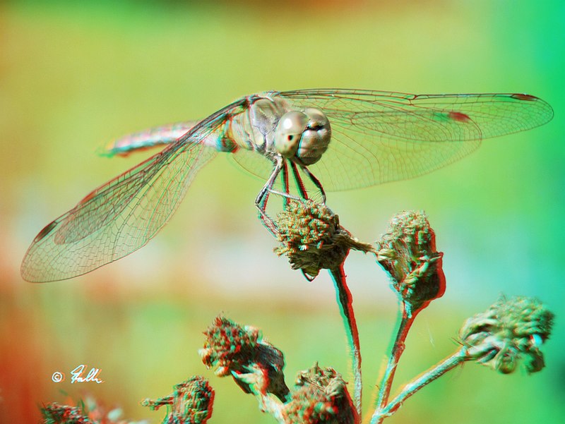 red-cyan Anaglyph of Sympetrum striolatum, female   © Falk 2017