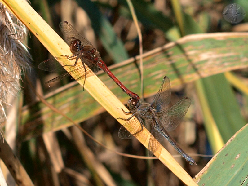 Sympetrum vulgatum tandem   © Falk 2009