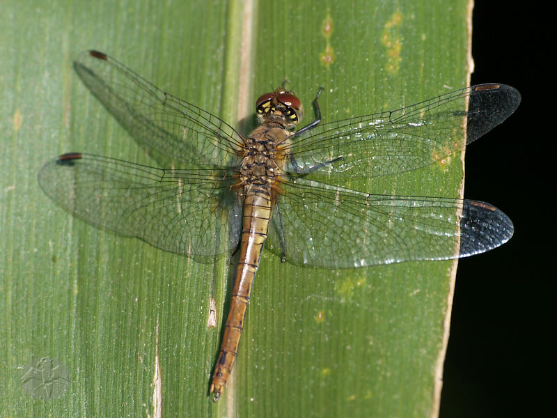 Sympetrum vulgatum (f)   © Falk 2010