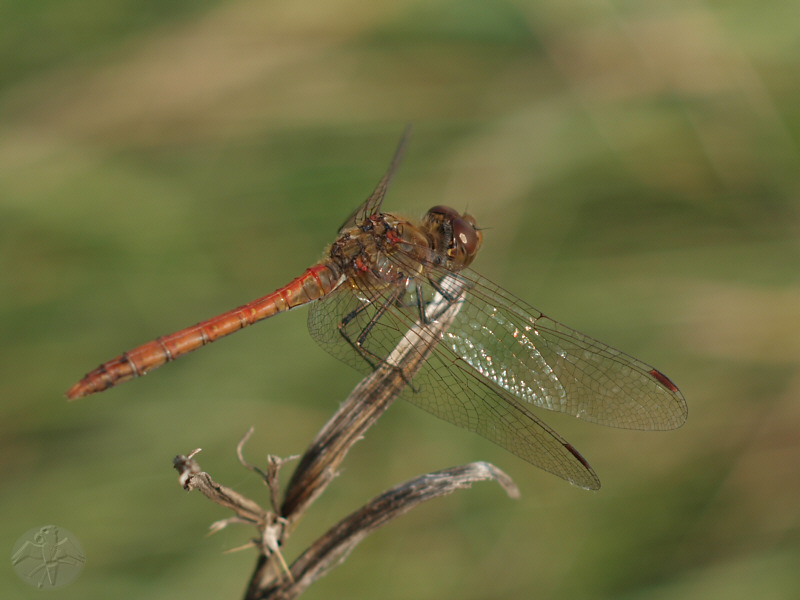 Sympetrum vulgatum (m)   © Falk 2009