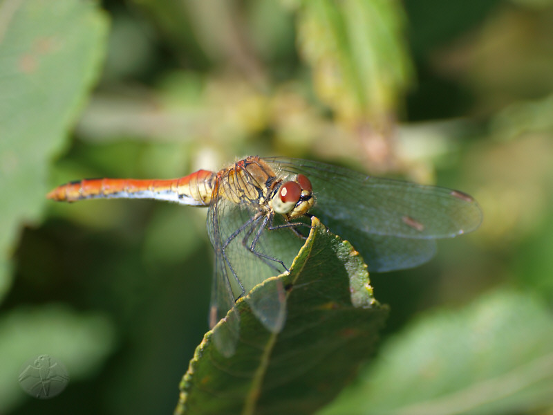 Sympetrum vulgatum (m)   © Falk 2010