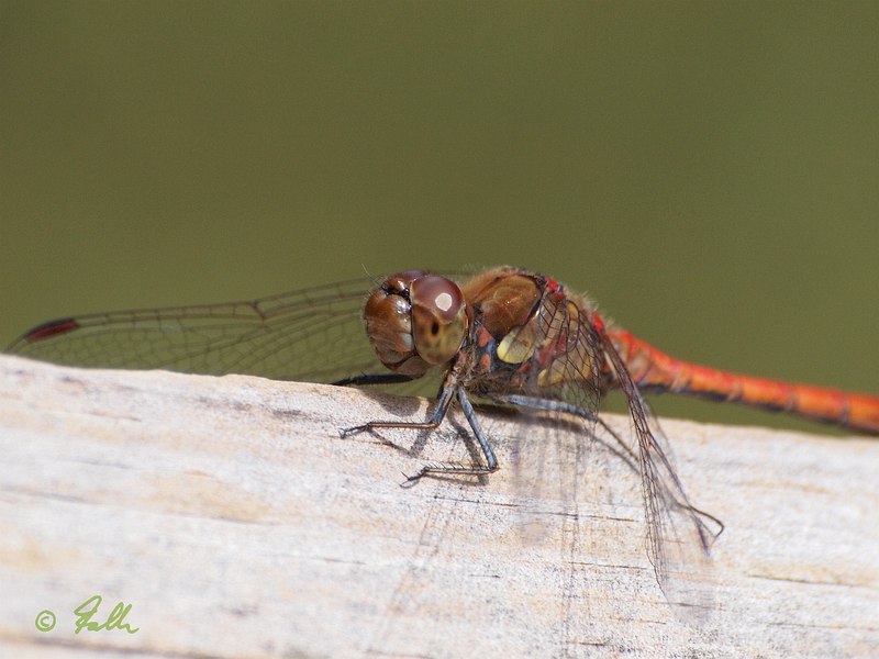 Sympetrum striolatum, male   © Falk 2019