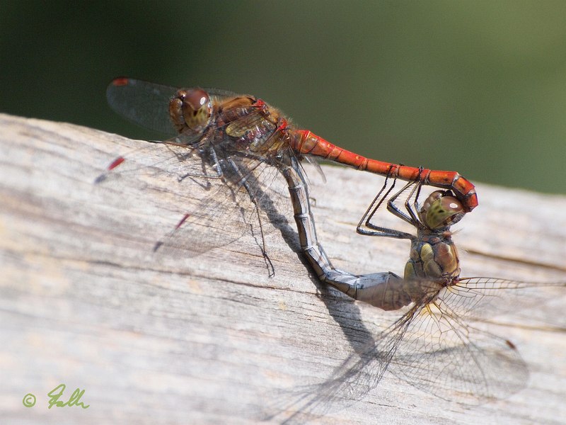 Sympetrum striolatum, mating   © Falk 2019