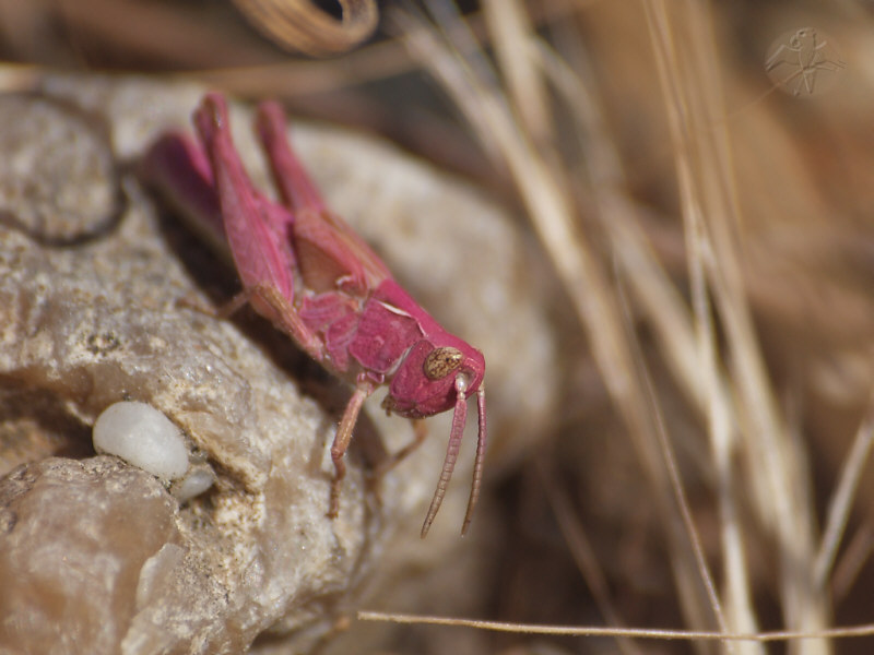 Chorthippus sp.   © Falk 2011