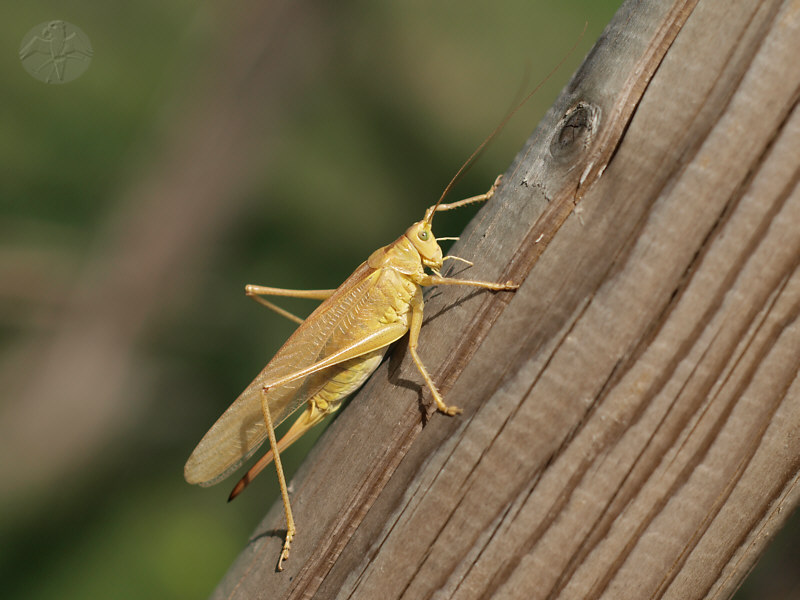 Tettigonia viridissima   © Falk 2010