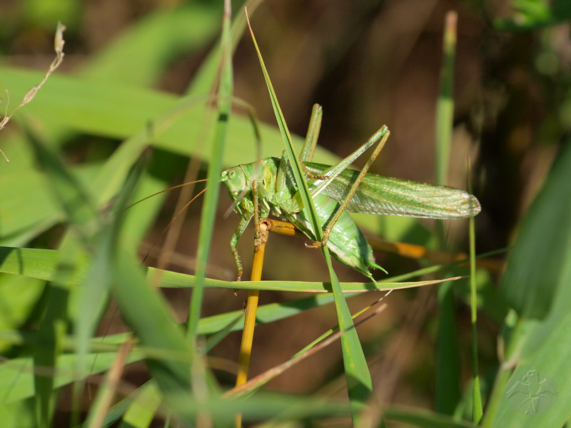 Tettigonia viridissima   © Falk 2010