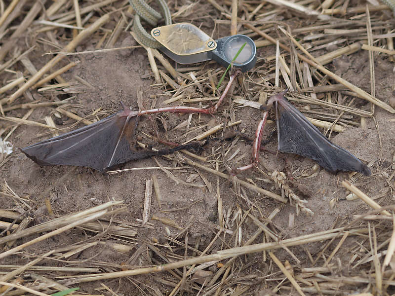 leftover from Hobby Falcon prey: still articulated Nyctalus noctula wings    © Falk 2011