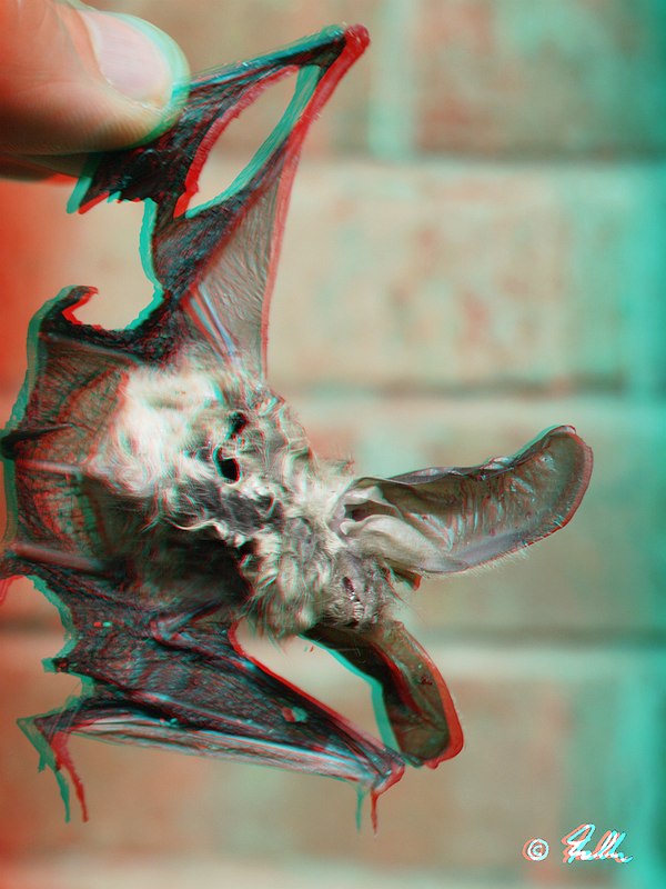 red-cyan Anaglyph of Plecotus auritus   © Falk 2017