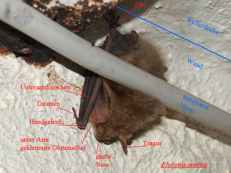 Plecotus auritus; {1}   © Falk 2010