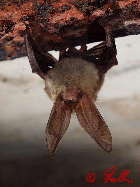 Plecotus austriacus; {12}   © Falk 2012