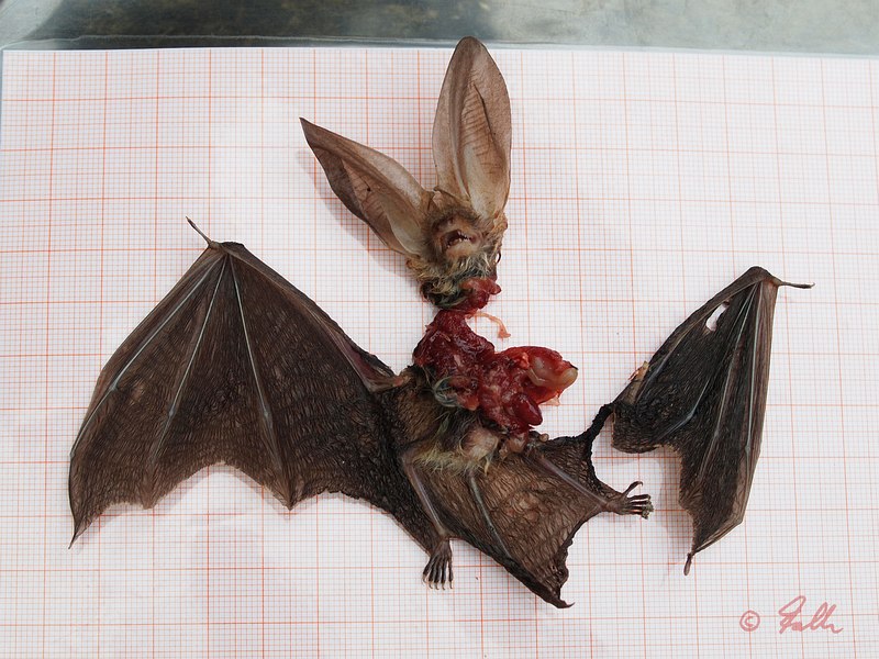 Plecotus auritus; most likely a Magpie-Victim   © Falk 2016