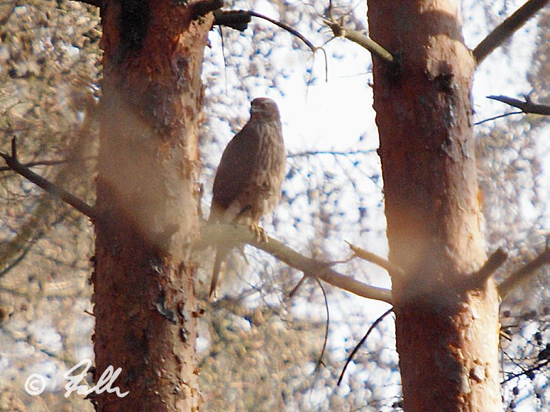 Accipiter gentilis, subad. female   {3}   © Falk 2012