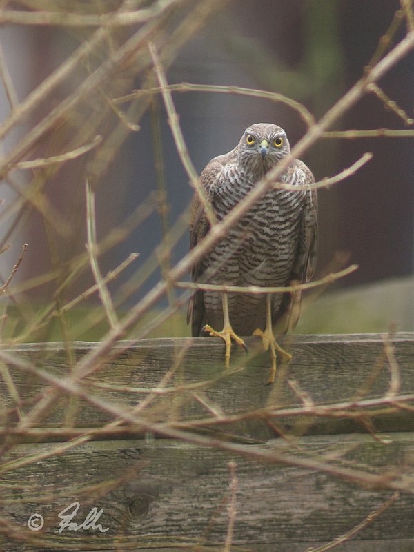 Accipiter nisus, female   © Falk 2017