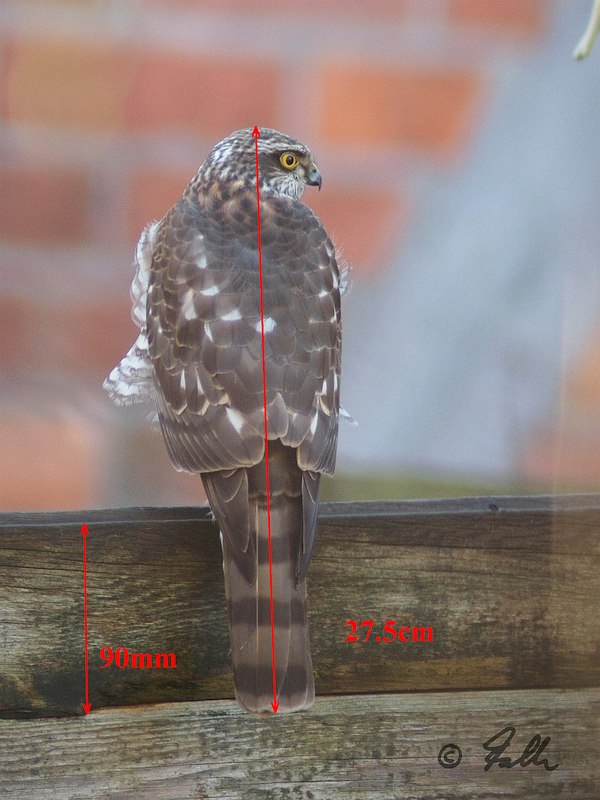 immature male Sparrowhawk   © Falk 2018