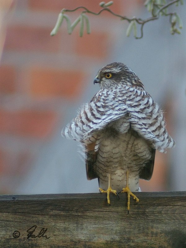 immature male Sparrowhawk   © Falk 2018