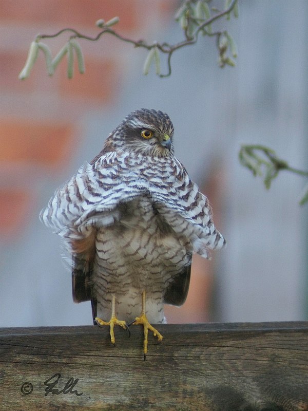 immature male Sparrowhawk   © Falk 2018