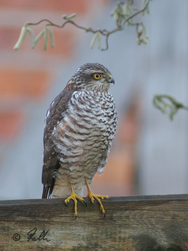 immature male Sparrowhawk   © Falk 2018