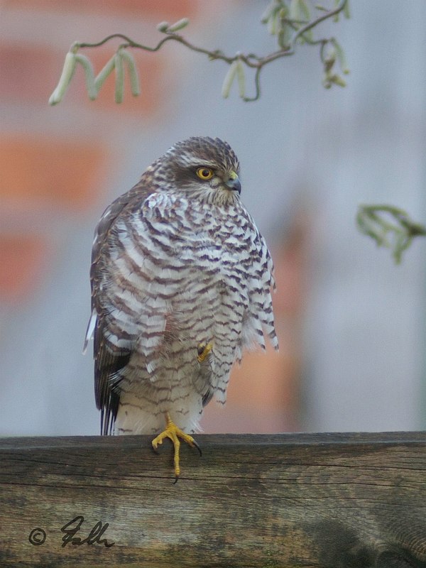 immature male Sparrowhawk   © Falk 2018