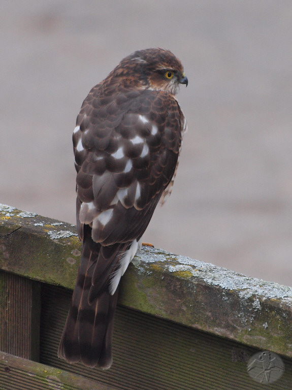 Accipiter nisus, juv. male   {3}   © Falk 2011