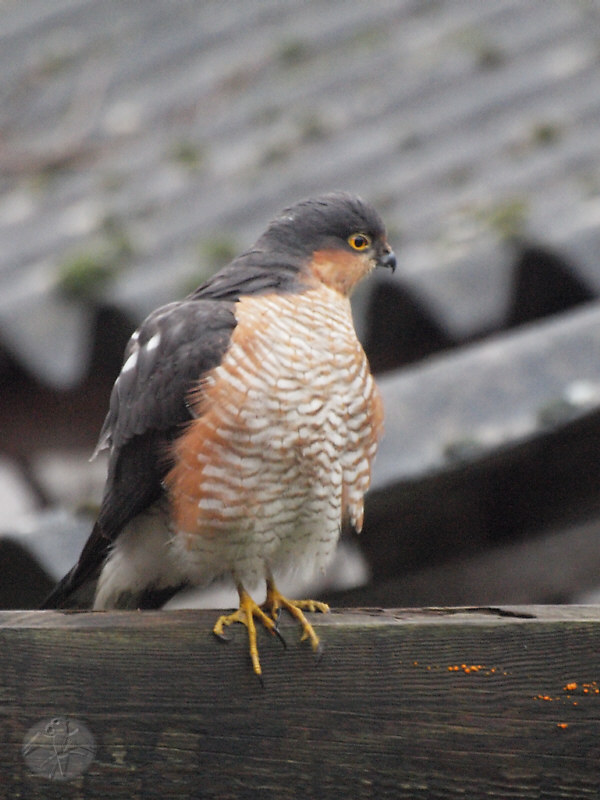 Accipiter nisus, ad. male   {1}   © Falk 2012