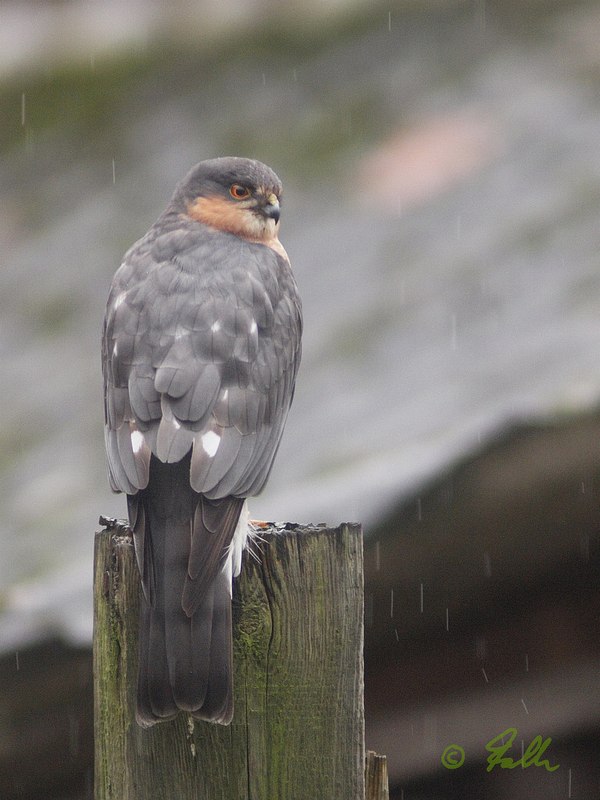 Accipiter nisus (mature male)   © Falk 2016