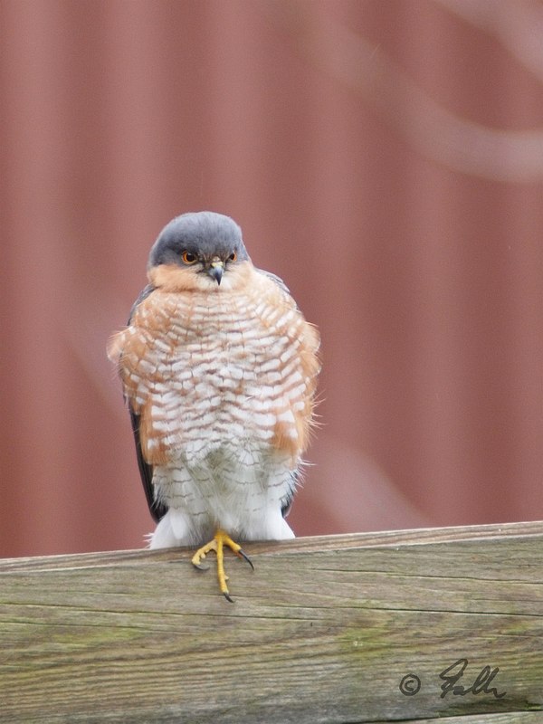 Accipiter nisus (mature male)   © Falk 2016