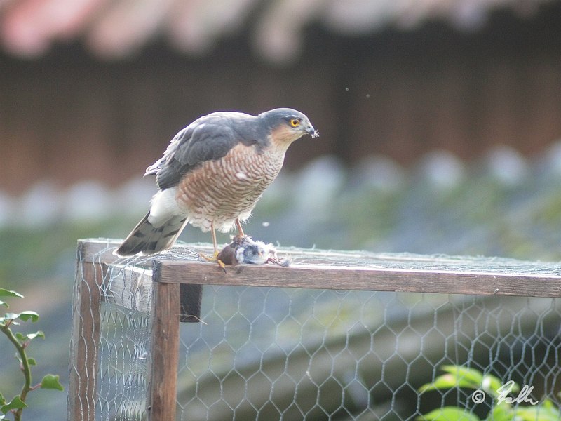 Accipiter nisus with Passer montanus   © Falk 2016