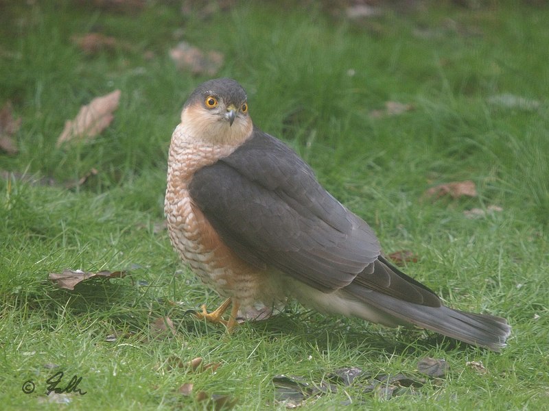 Accipiter nisus, mature male   © Falk 2018