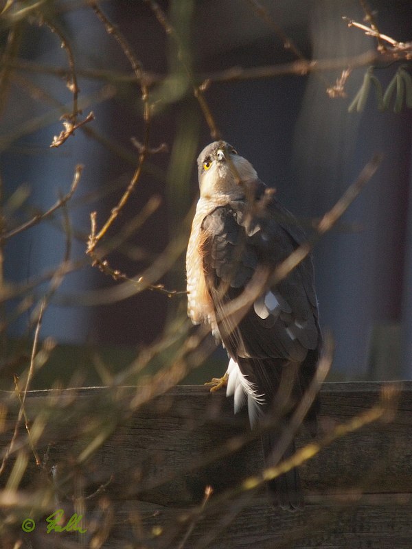 Accipiter nisus, mature male   © Falk 2018