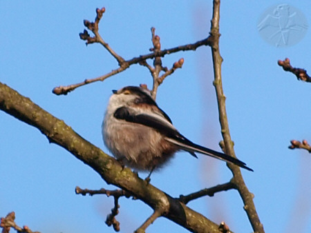 Long-tailed Tit &ndash; woods close to the village &nbsp; {12} &nbsp; &copy; Falk 2009