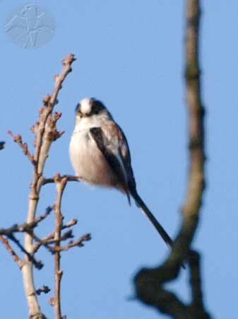 Long-tailed Tit &ndash; woods close to the village &nbsp; {12} &nbsp; &copy; Falk 2009