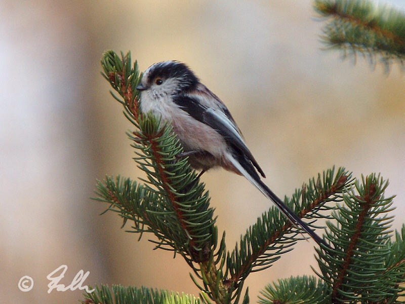 Long-tailed Tit – woods close to the village   {3}   © Falk 2012