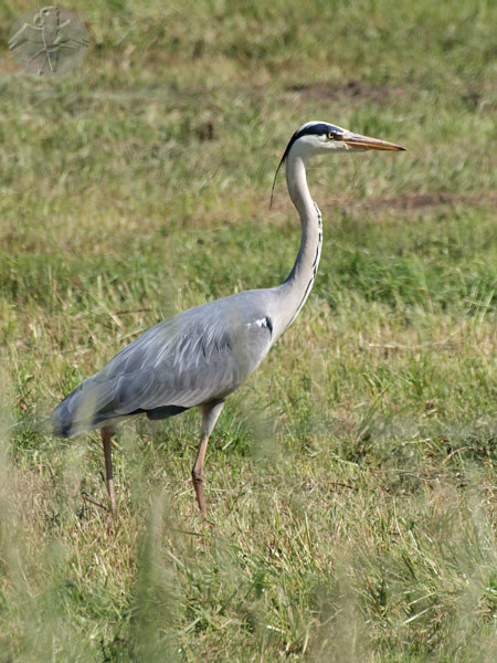 Ardea cinerea   {6}   © Falk 2010