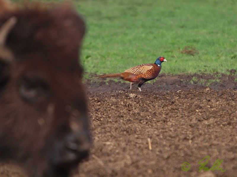 Pheasant is being watched by a Bison   © Falk 2013