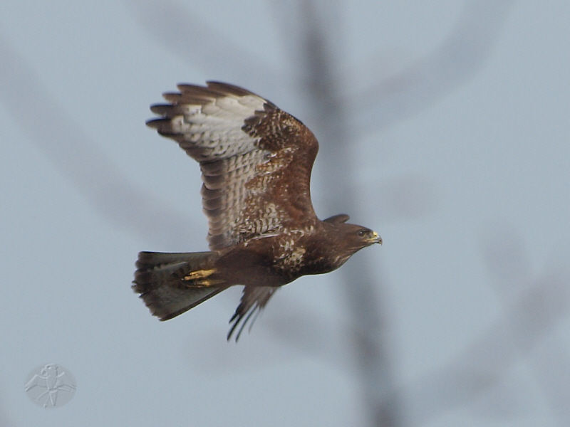 Buteo buteo   {4}   © Falk 2011