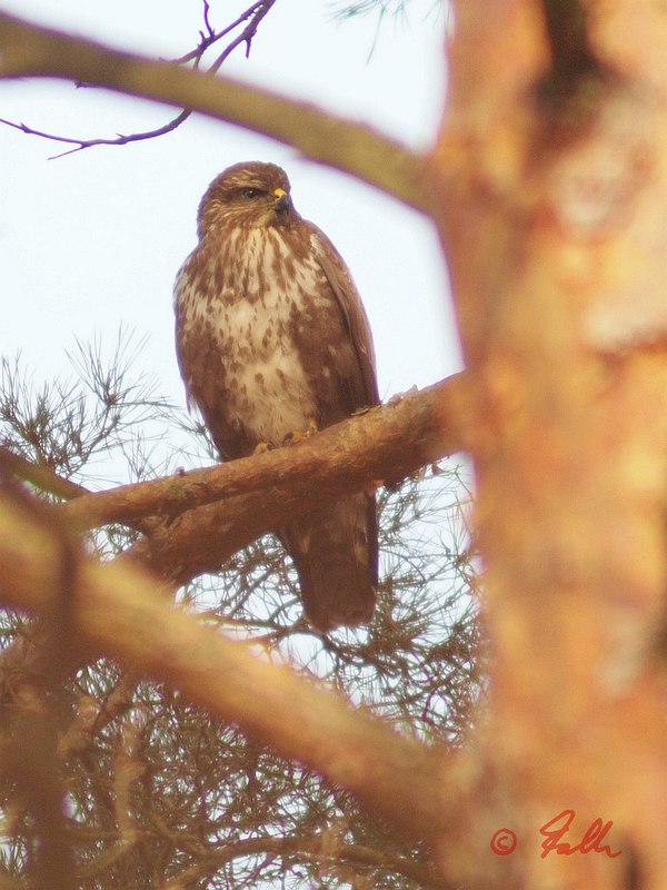 Buteo buteo   © Falk 2016