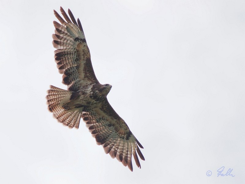Common Buzzard   © Falk 2017